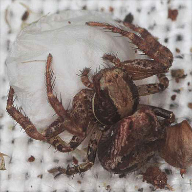 crab spider Xysticus pretiosus with egg sac from moss, Blue Slough near Cosmopolis, Grays Harbor County, Washington