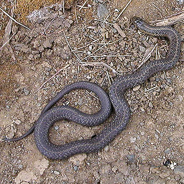 northwestern garter snake Thamnophis ordinoides, tree farm, Little North River Valley near Cosmopolis, Grays Harbor County, Washington