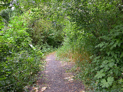 trail through dense vegetation near Blue Slough near Cosmopolis, Grays Harbor County, Washington