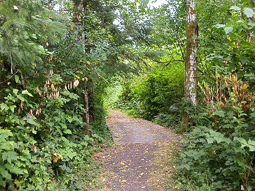 Interpretive trail near Blue Slough near Cosmopolis, Grays Harbor County, Washington