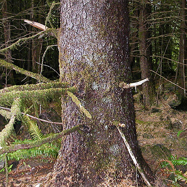sitka spruce trunk, Blue Slough near Cosmopolis, Grays Harbor County, Washington
