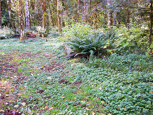 within alder stand, Boistfort Lions Park, Lewis County, Washington