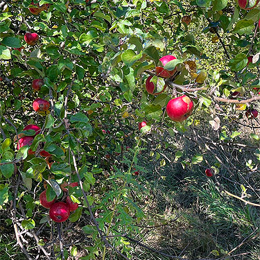 feral apples on pioneer cemetery mound, Boistfort, Lewis County, Washington