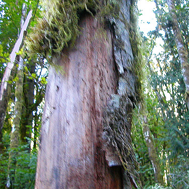 loose alder bark, Boistfort Lions Park, Lewis County, Washington