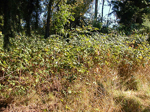 giant blackberry thicket on pioneer cemetery mound, Boistfort, Lewis County, Washington