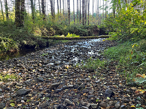 stream cobbles on Slide creek, Boistfort Lions Park, Lewis County, Washington