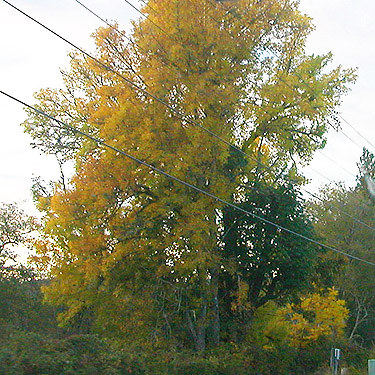 fall foliage on Boistfort Road, Lewis County, Washington