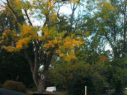 fall foliage on Boistfort Road, Lewis County, Washington