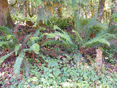 fern understory, Boistfort Lions Park, Lewis County, Washington