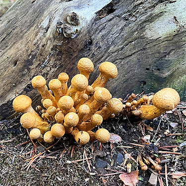 fungus in forest, Boistfort Lions Park, Lewis County, Washington