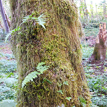 licorice ferns on alder trunk, Boistfort Lions Park, Lewis County, Washington