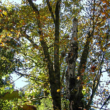 maple canopy, Boistfort Lions Park, Lewis County, Washington