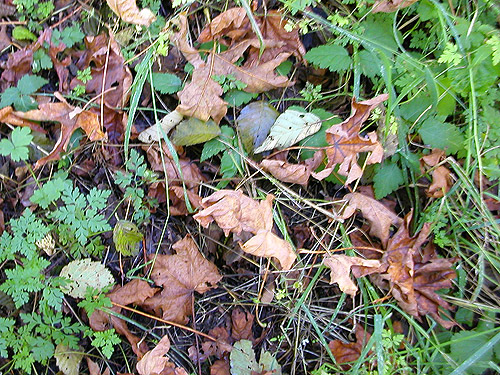 bigleaf maple leat litter, Boistfort Lions Park, Lewis County, Washington