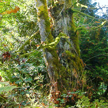 bigleaf maple trunk with moss, Boistfort Lions Park, Lewis County, Washington