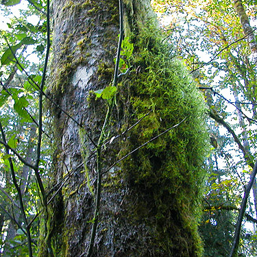 moss on alder trunk, Boistfort Lions Park, Lewis County, Washington