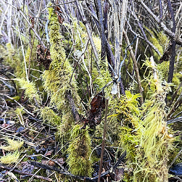 mossy bases of snowberry stems, pioneer cemetery, Boistfort, Lewis County, Washington