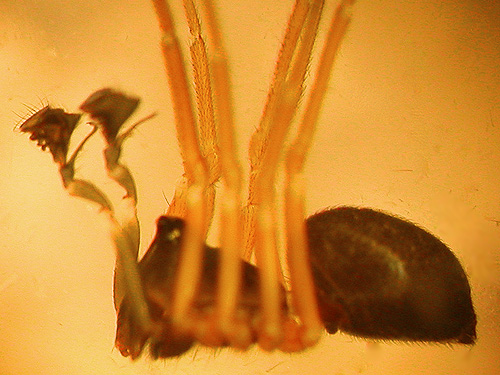 male spider Spirembolus mundus from cemetery, Boistfort, Lewis County, Washington