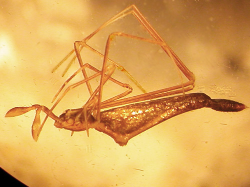 Rhomphaea fictilium from Douglas fir, W of Boistfort Lions Park, Lewis County, Washington