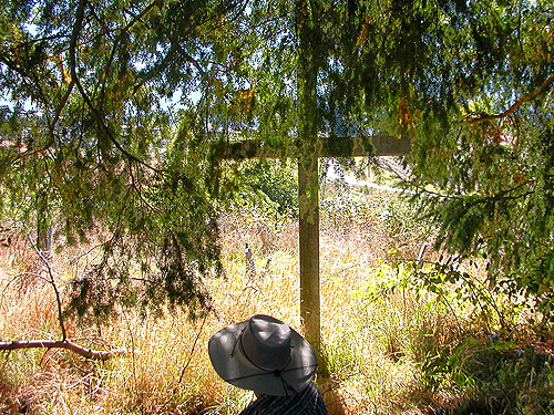 Laurel in shade of large Douglas-fir on old cemetery mound, Boistfort, Lewis County, Washington