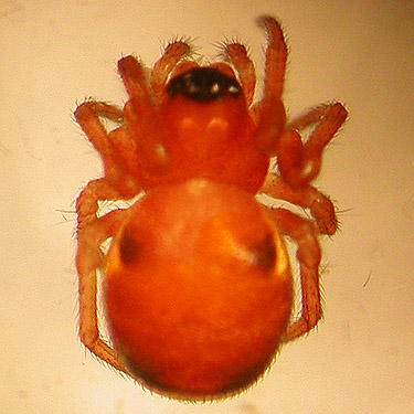 juvenile Hypsosinga orbweaver from Douglas fir, W of Boistfort Lions Park, Lewis County, Washington