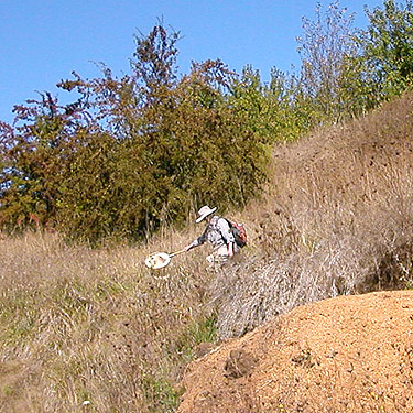 Laurel sweeping grass along trail up cemetery mound, Boistfort, Lewis County, Washington