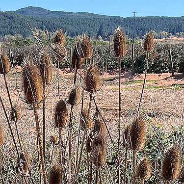 scotch thistle at base of pioneer cemetery mound, Boistfort, Lewis County, Washington