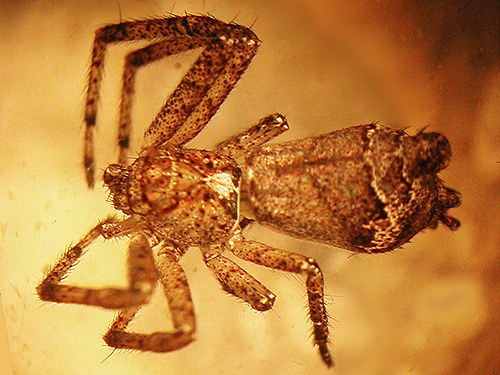 Tmarus angulatus, W of Boistfort Lions Park, Lewis County, Washington