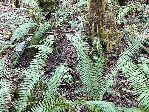 fern understory, Howard Creek, Brooklyn Valley, Pacific County, Washington