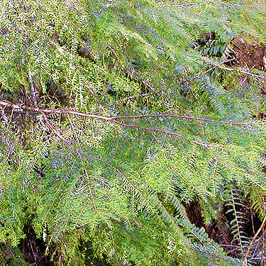 western hemlock foliage, Howard Creek, Brooklyn Valley, Pacific County, Washington