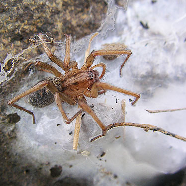 Hobo spider at Brooklyn School, Brooklyn Valley, Pacific County, Washington