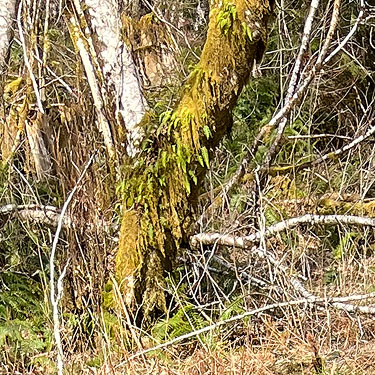 tree trunk moss, Howard Creek, Brooklyn Valley, Pacific County, Washington