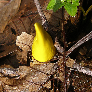 first spike of skunk cabbage flowers Lysichiton, Howard Creek, Brooklyn Valley, Pacific County, Washington