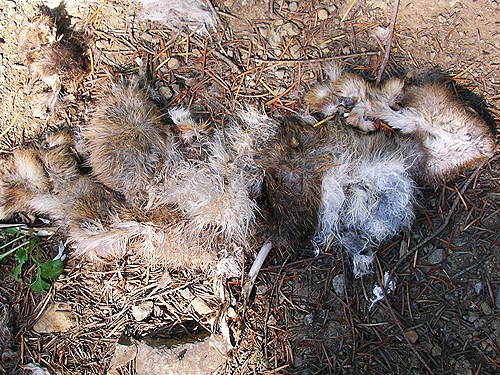leavings of coyote meal, Buck Mountain, Jefferson County, Washington