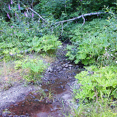 streamside plants on Mile-and-a-Half Creek, Jefferson County, Washington