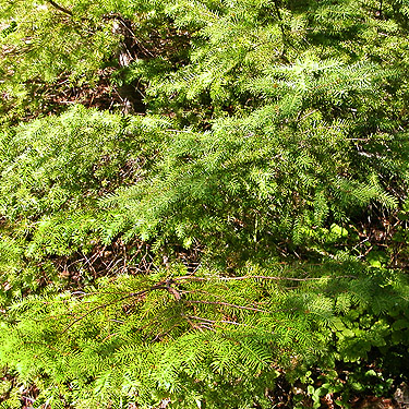 eoadside Douglas-fir foliage, Buck Mountain, Jefferson County, Washington