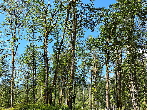 bigleaf maple on dry upland plain, Falls View Campground, Jefferson County, Washington