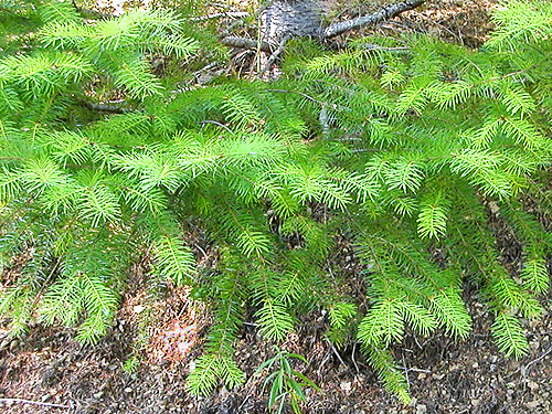 roadside western hemlock foliage, Buck Mountain, Jefferson County, Washington