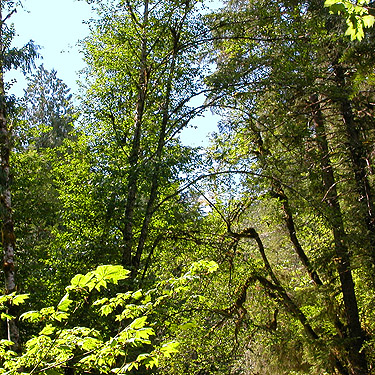 bigleaf maples by Big Quilcene River near Falls View Campground, Jefferson County, Washington