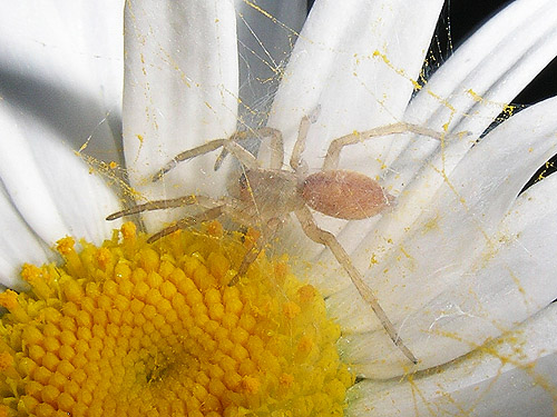 juvenile Clubiona spider with retreat on daisy, Buck Mountain, Jefferson County, Washington