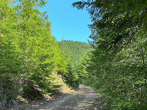 road with loose gravel on Buck Mountain, Jefferson County, Washington