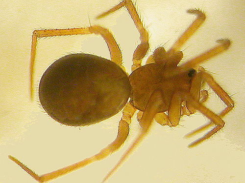 female spider Sisicottus nesides from Big Quilcene River near Falls View Campground, Jefferson County, Washington