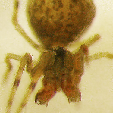 male mysmenid spider Trogloneta from moss, Big Quilcene River near Falls View Campground, Jefferson County, Washington