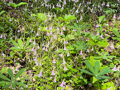 twinflowers, Linnaea borealis, Buck Mountain, Jefferson County, Washington
