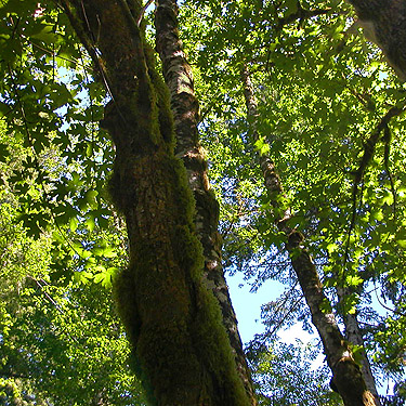 maple canopy, Bunker Creek, western Lewis County, Washington