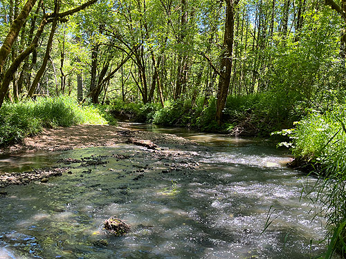 swift-moving part of Bunker Creek, western Lewis County, Washington