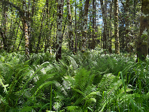 sword-fern-rich section of understory, Bunker Creek, western Lewis County, Washington