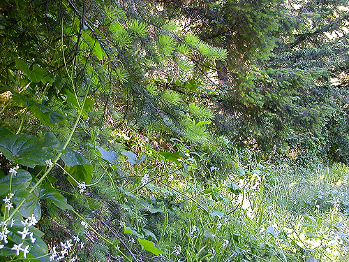 Douglas-fir with Marah vine, Willapa Hills Trail at base of Ceres Hill, western Lewis County, Washington