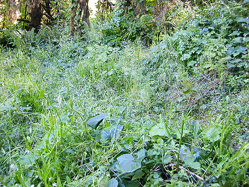 grassy glade with Marah vines, Willapa Hills Trail at base of Ceres Hill, western Lewis County, Washington