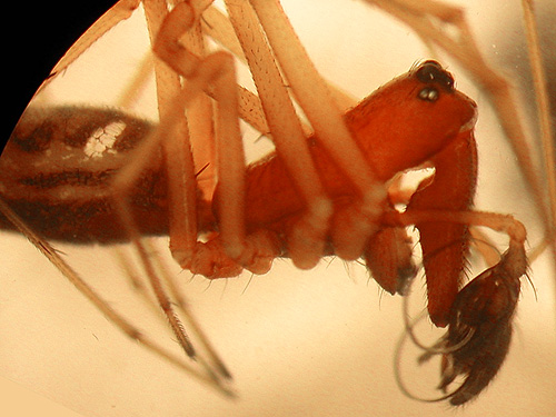 male linyphiid spider Microlinyphia mandibulata, Bunker Creek, western Lewis County, Washington