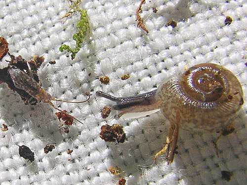 collembolan and snail on sifting cloth, Bunker Creek, western Lewis County, Washington